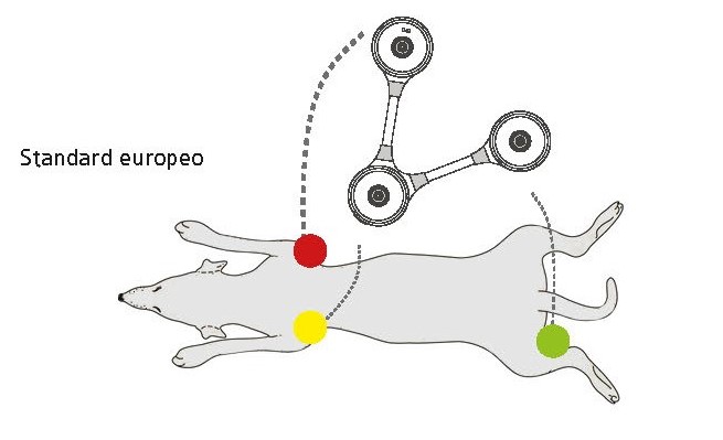 posizione elettrodi ECG cane