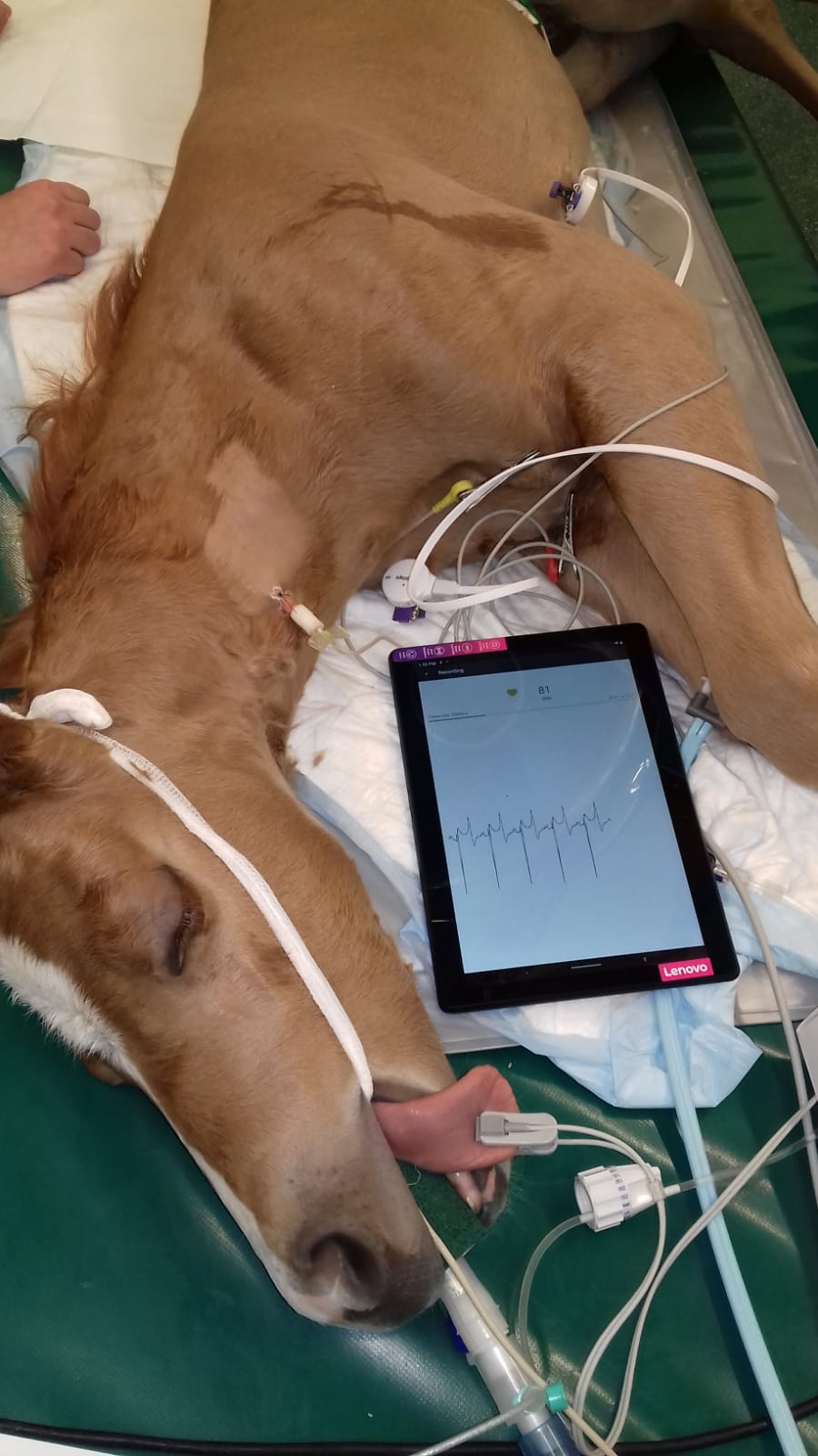 horse ecg anesthesia